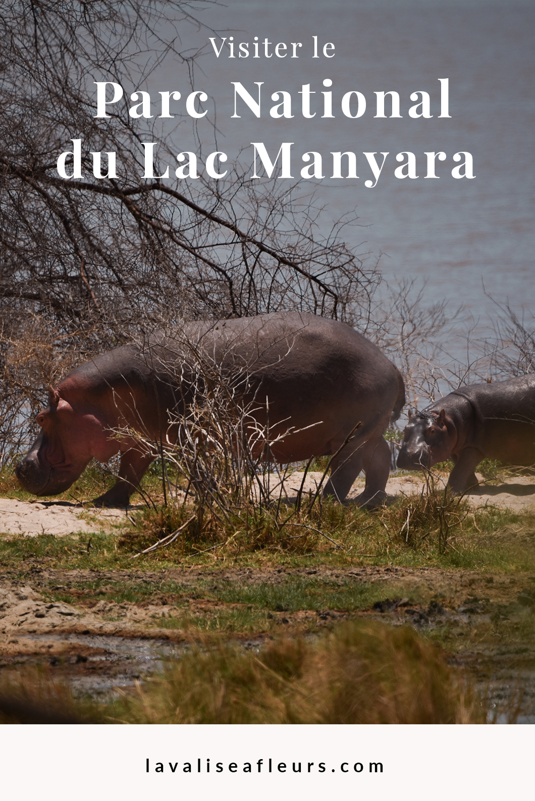 Visiter le Parc Nationaldu Lac Manyara